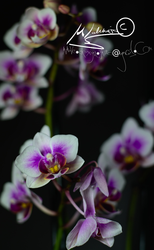 Kuva kuukaudessa Orkidea