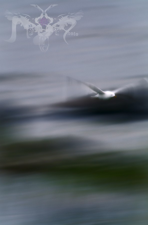 Kuva kuukaudessa Lintu lento valokuvamaalaus pt3