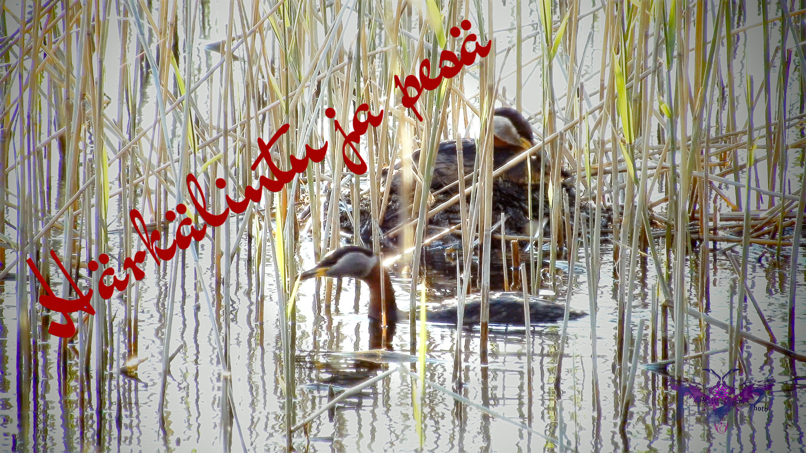 Härkälintuja pesänrakennuspuuhissa