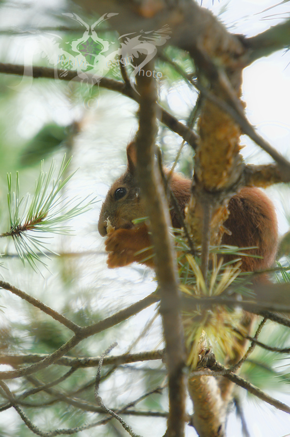 Kuva kuukaudessa Orava oravainen