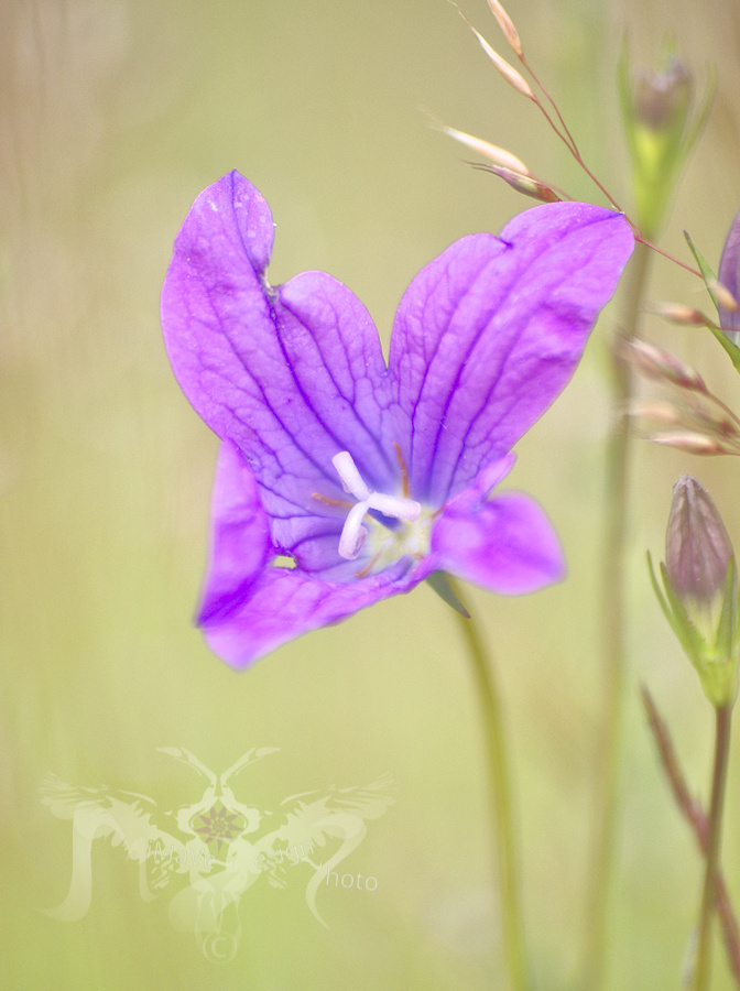Kuva kuukaudessa Kesäinen photowalk