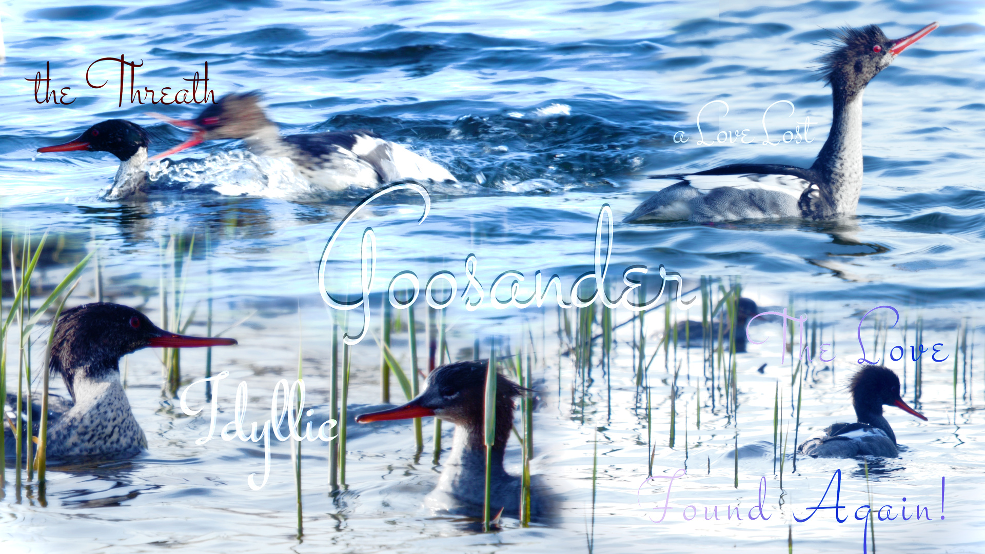 Tukkakoskelo dramaattinen luontoleffa