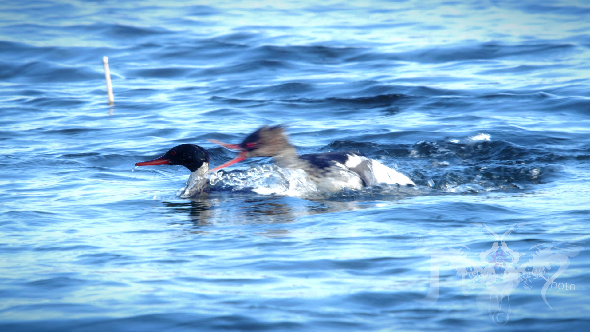 Kuva kuukaudessa Tukkakoskelo