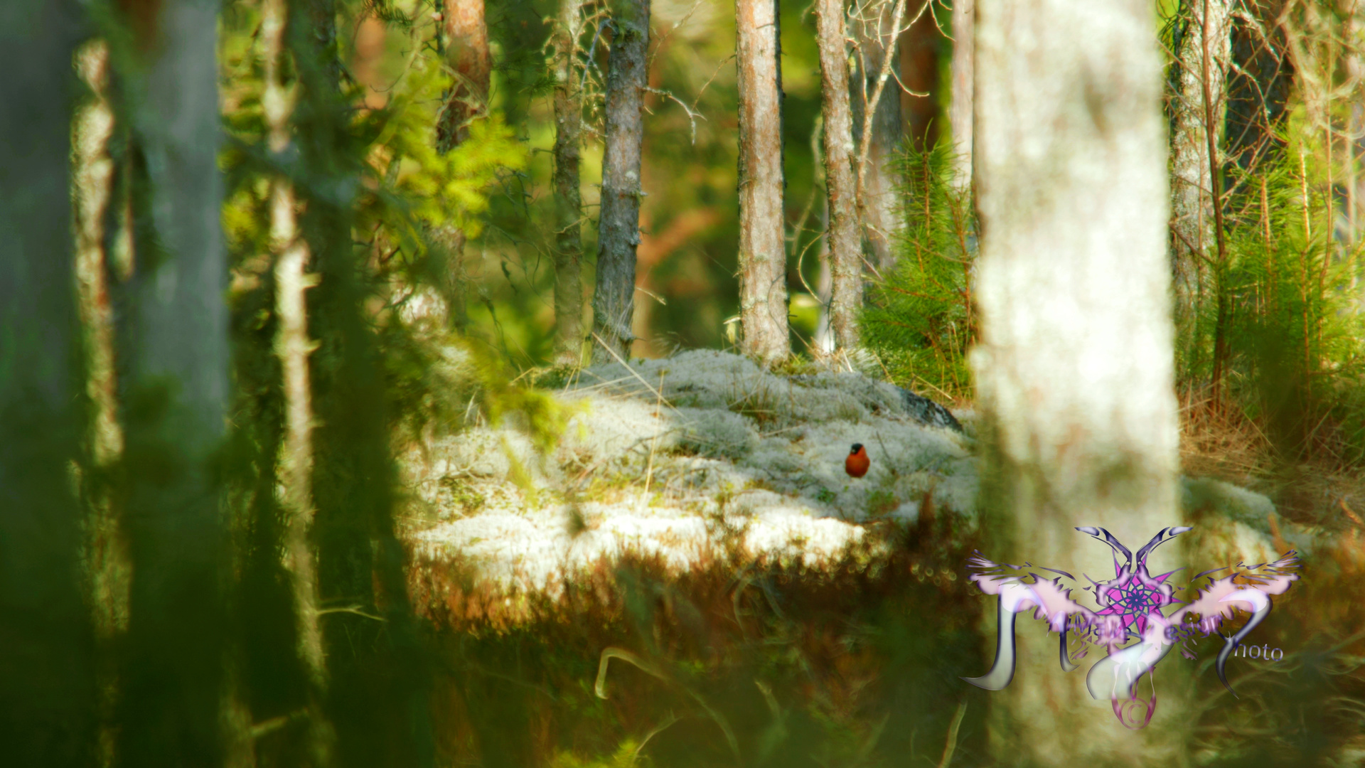 Punatulkku (Pyrrhyla pyrrhula)
